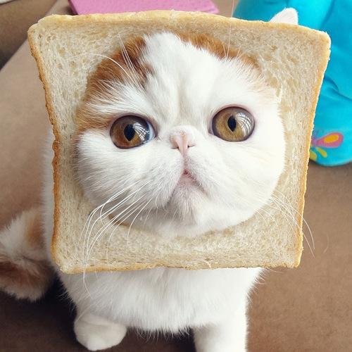 CaronAllsbrook's profile picture. 今、Twitterで人気の画像をツイートしています。いいなと思ったらRTお願いしますね。