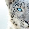Lomoblur's profile picture. Web开发魔法师⏳/Furry🐾/肥宅🍗/积分爱好者💳/Destiny2 玩家 / 
https://t.co/ekw4KRSrVS 站长