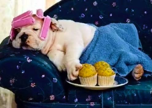 DOGPEOPLEROCKCO's profile picture. 