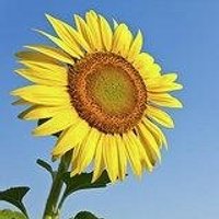 Beverley Dawkins (@beverleyfs1) 's Twitter Profile
