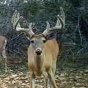 Will Rigby - @bowhuntertex - Twitter