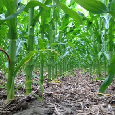 Farming in beautiful Central Ontario. Pioneer Sales Rep covering the Clarington area.