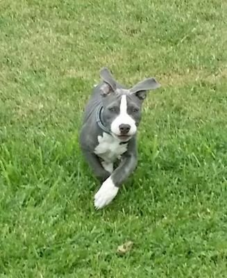 American bully/American pit bull terrior breeder