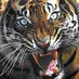 Savannah Coolcats (@savannahcoolcat) Twitter profile photo Savannah Coolcats (@savannahcoolcat) Twitter profile photo