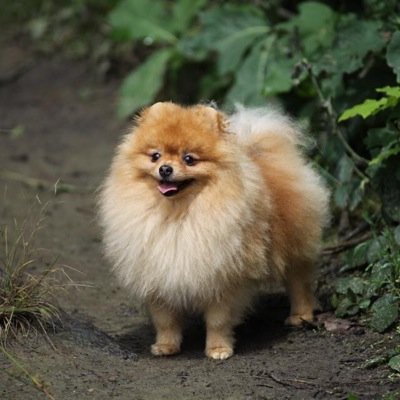 PixeldePom's profile picture. 