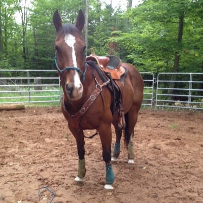 _countrykarma's profile picture. My life belongs to my horses Horse riding, City hating, Truck loving, atv cruisin, country girl. Horses are my therapy, my life. ❤️