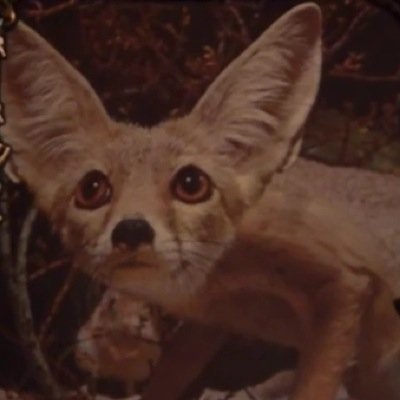 Formerly known as Rhett McFoxlin, i am the fox in the background of the Good Mythical Morning (GMM) show.