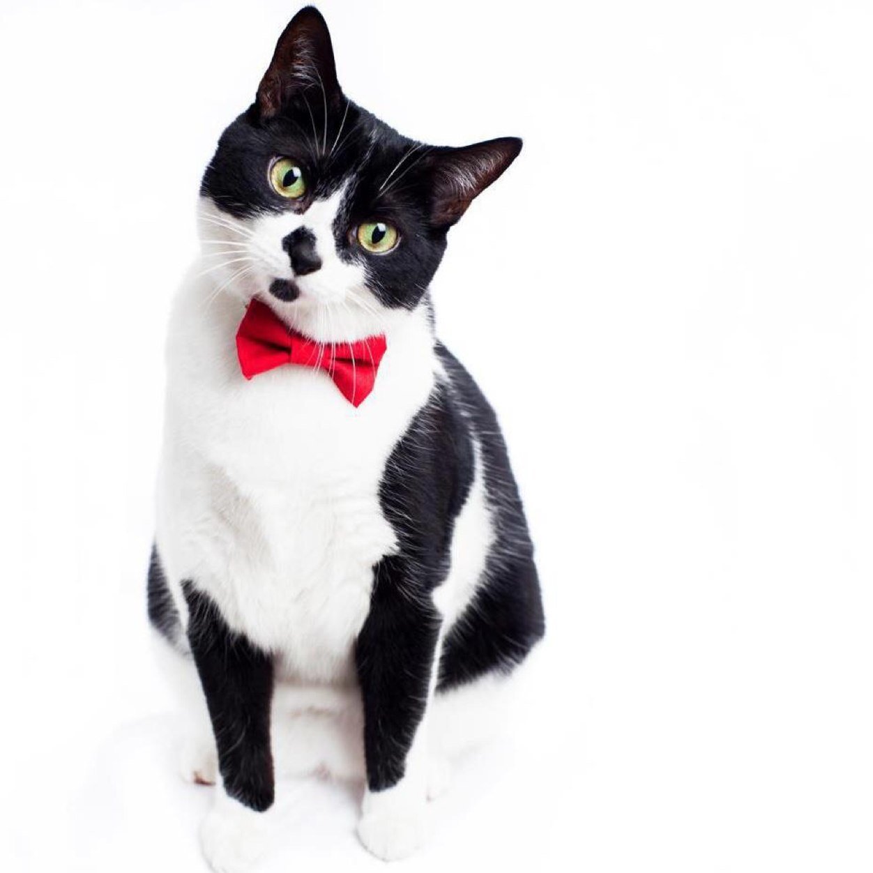A whimsical line of cat accessories created with a vision that cats deserve to share their sense of style. All collars & accessories are handcrafted in Portland