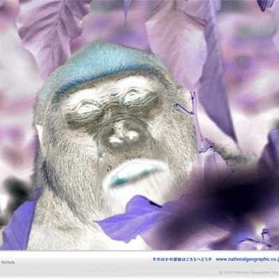 uhouhouhodonky's profile picture. 曲を編曲してドラムを叩くゴリラ(齢131歳・♂ ) 稀に飼育員が呟きます