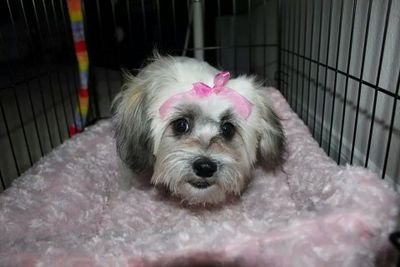 Dallas chick living in STL | Puppy Parent | Single | Fight for a Cure | WDWCP | Beach | SBaby