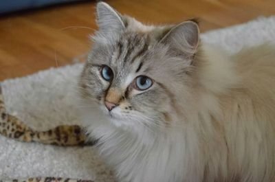 ivanraves's profile picture. Loves animals, nature, photography and David Bowie.