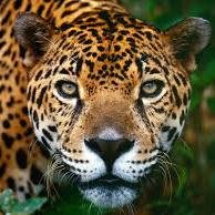 Johnson5D's profile picture. Success is the Only Option at D.S. Johnson Elementary School.