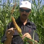 PhD Agriculture (Agronomy, Crop Nutrition, Crop Physiology)