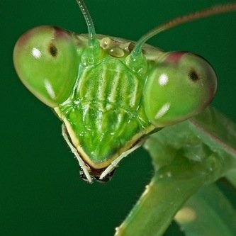 maxeton's profile picture. 