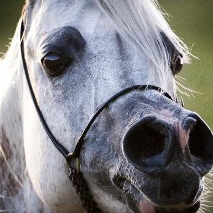 amr__ramzy's profile picture. 