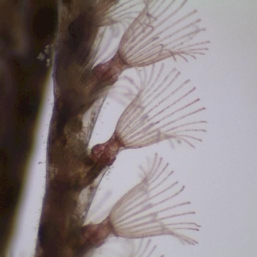 BugulaSymbio's profile picture. 