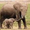 Michele Hartman - @crazecat1 - Twitter