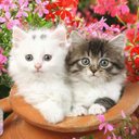 ديمه بشار (@5b276eb145f8478) Twitter