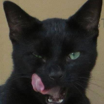 CC TNR helps ferals through trap, neuter, release, vet care, food, shelter. #TNR
