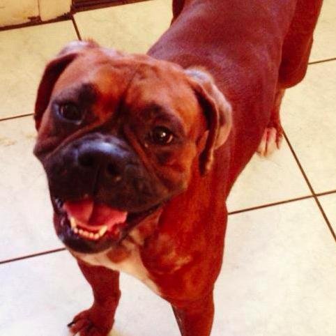 I'm a loving #boxer & professional bone eater, who enjoys long walks on the beach and car rides!