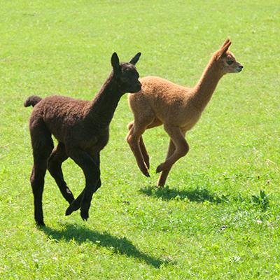 Fine quality alpaca products from the Sullivan family farm. Open seasonally - fall & winter - or by appointment. Visit our alpacas, donkeys, ducks, and goats!