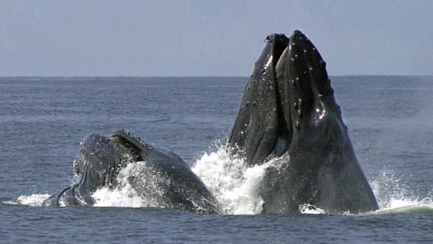 The way whale watching should be: 4-5 hr. trips; beautiful, sparkling clean boat; excellent naturalists who respect marine life; great crew that cares for you.