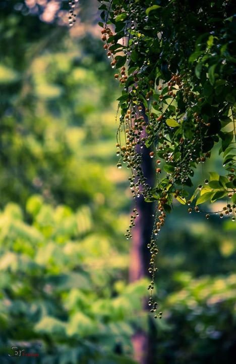 DevHemonta's profile picture. 