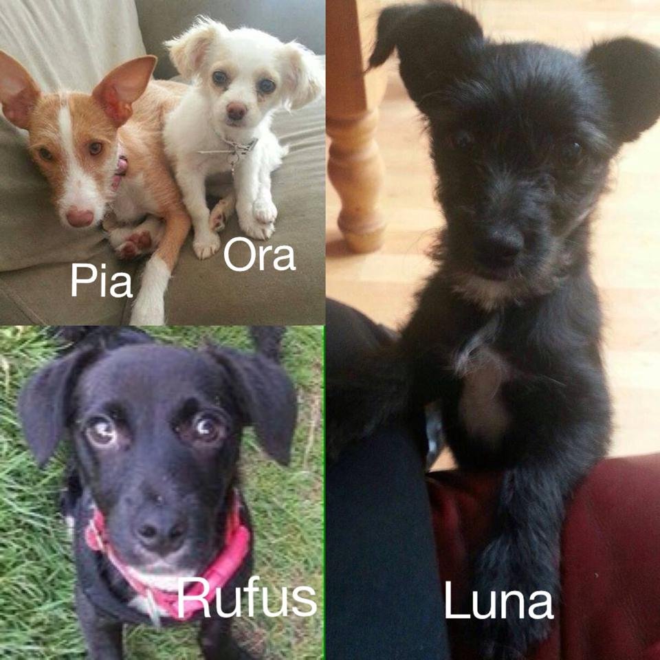 Find4Dogs's profile picture. Rufus, Luna, Ora & Pia are Spanish rescue dogs re-homed in the UK & then sold on - We need your help finding them.  £2,500 reward available.
