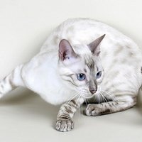 Fiction (@theforgivencat) 's Twitter Profile