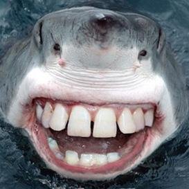 annandalefb's profile picture. Annandale HS Football...where every week is Shark Week!