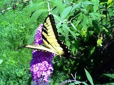 Caregiver for brother with ID, poet, songwriter, artist, cake & pysanky artist. Friend. Golden Rule. Also: Spoutible. 
Now on Bluesky: same name + @annamaespoet