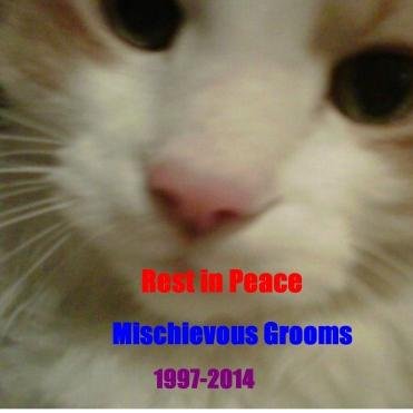 MischevousP's profile picture. RIP Mischievous Prime Grooms July 30th 1997 to August 21st 2014. my humans are @dwg184 & @jgroomsy