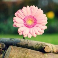 أم محمد البلوي (@fa65433) 's Twitter Profile Photo