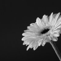 bram (@mireilla75) 's Twitter Profile