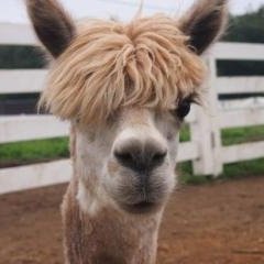 最近、ランニングにハマっています。