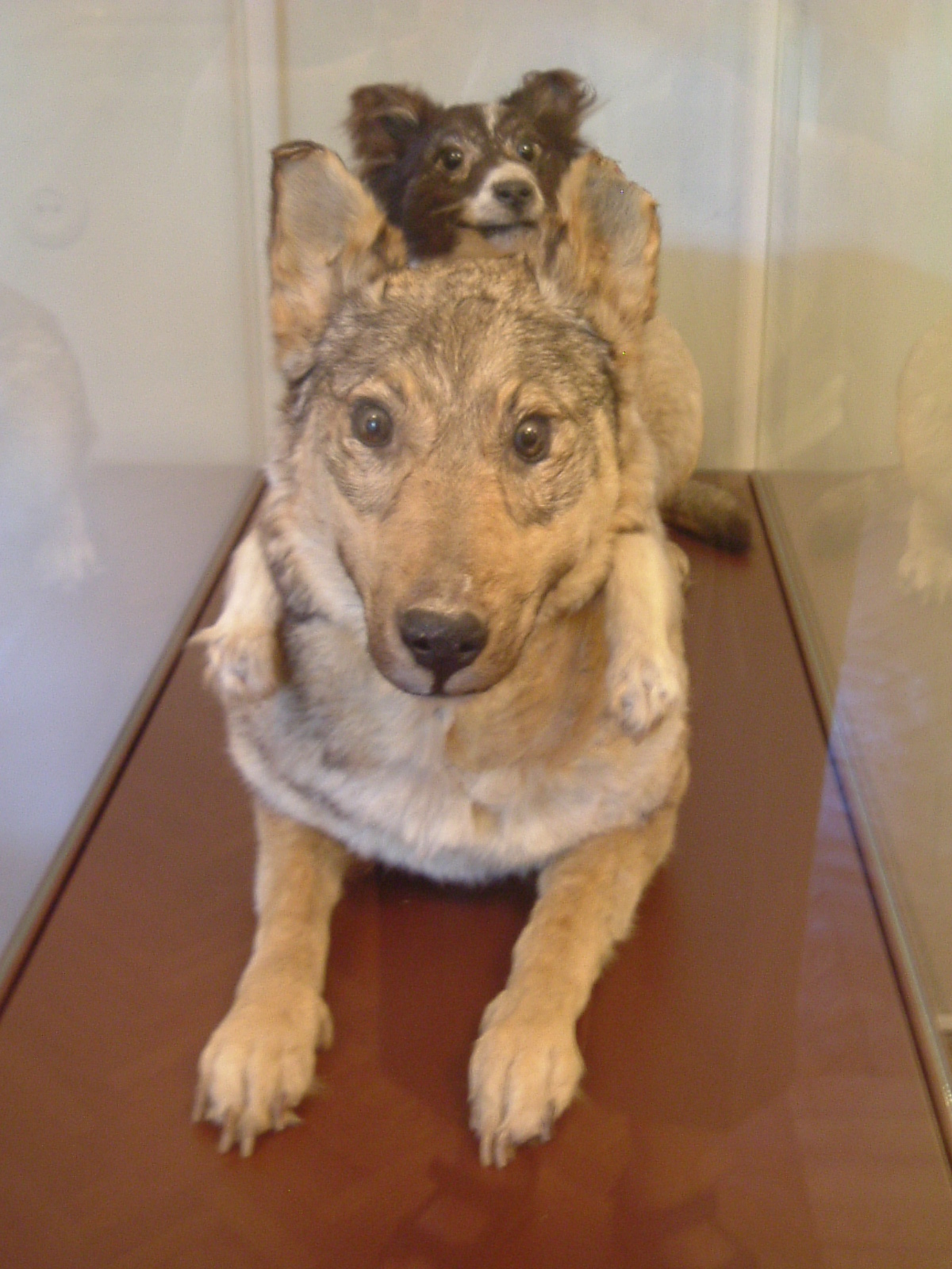 gibsonicki's profile picture. 