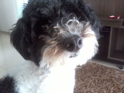 APontaldi's profile picture. 