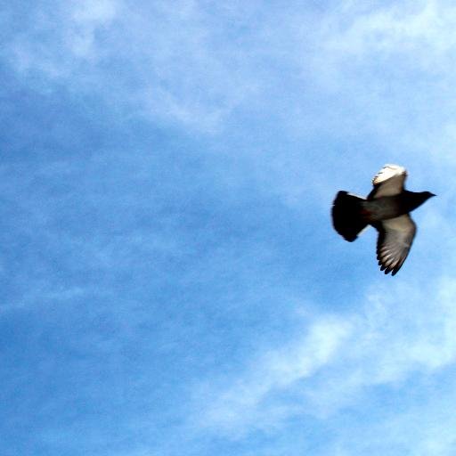 candice_tsuei's profile picture. 