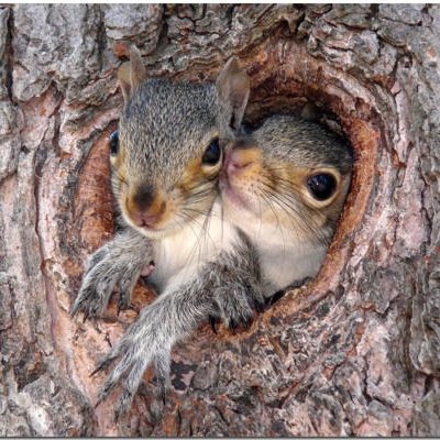 We are the Treetail squirrels! If you would like you may join our clan