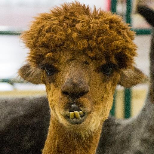 jayblesnz's profile picture. Football tragic; Always contemplating the next step