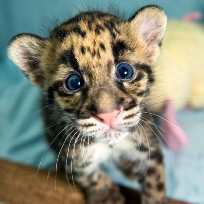 We claim no rights to gifs, just want to share. The cutest and funniest gifs imaginable.