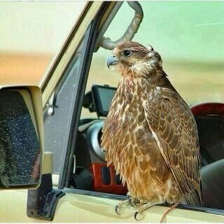 أحب الفجوج الي تصافق هبايبها.