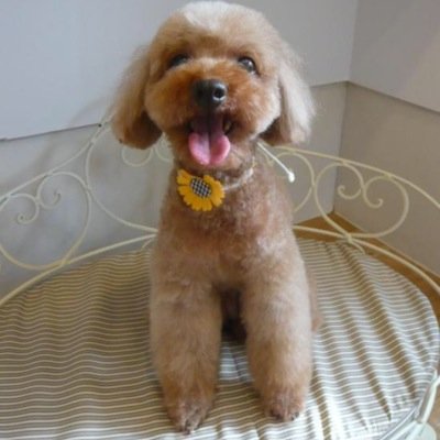 r0ll0810's profile picture. ポルノグラフィティ♪カープ⚾︎トイプー☆食べる事大好き♡