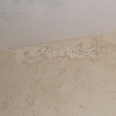 wizzywoz100's profile picture. #zkApes