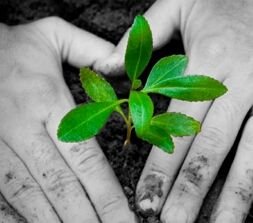 Grow