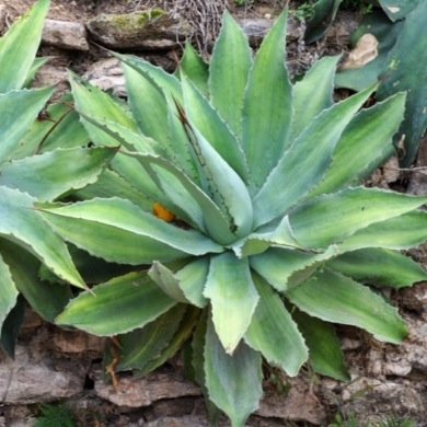 From the heart of the maguey and the soul of the village, Del Maguey Single Village Mezcal.