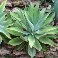 Del Maguey Boston (@delmagueyboston) 's Twitter Profile