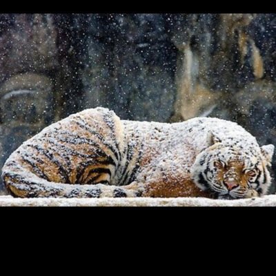 n_tatted's profile picture. @BillionaireHQ innovative// follow @promoterhq @CHEEZBANKROLL @DayzRich