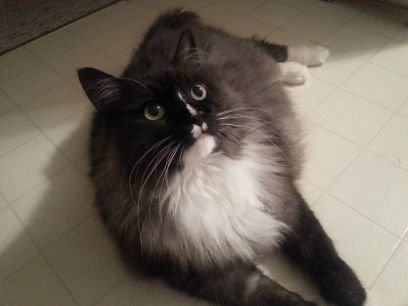 i3825u's profile picture. Curious Human,  Proud pet Parent, Political  junkie,  Sports nut and always live and let live guy!