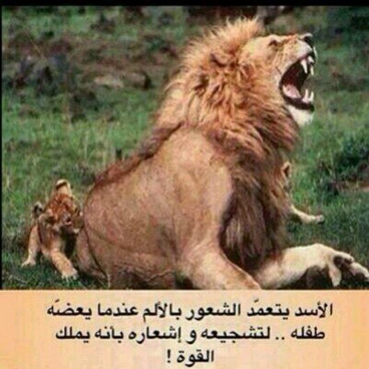 ‏‏‏‏‏‏‏‏‏ اعظم فنون المرأة النسيان مااكثر ماقلنا عن المرأة الخبر الشرقيه